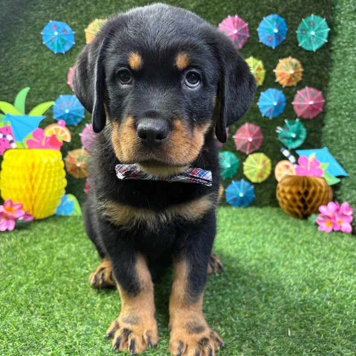Male Rottweiler puppy named Boss for sale at Puppy Dreams - Carrollton.