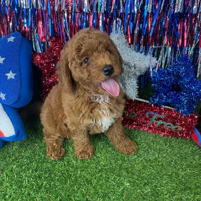 Male Mini Goldendoodle puppy named Carrot for sale at Puppy Dreams - Arlington.