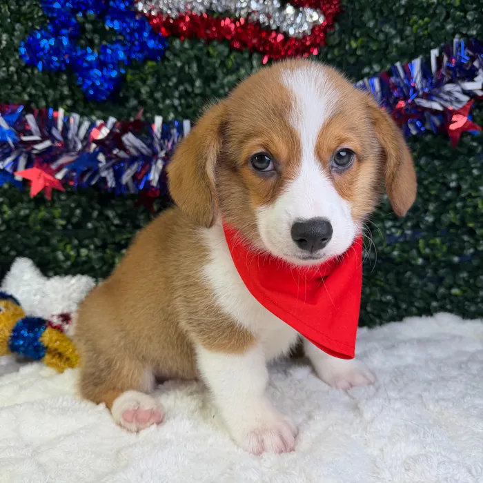 Male Pembroke Welsh Corgi puppy named Stitch for sale at Puppy Dreams - Garland.