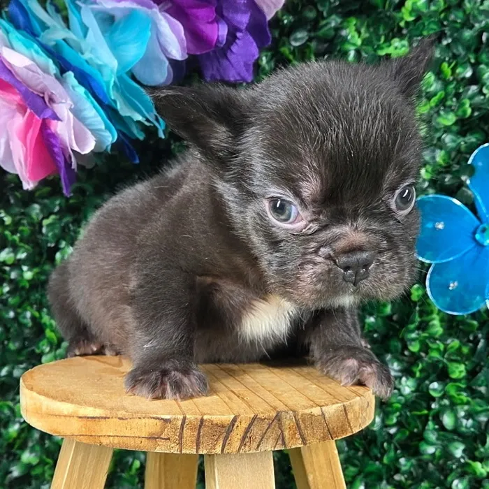 Male Fluffy French Bulldog puppy named *Houston* for sale at Puppy Dreams - Mansfield.
