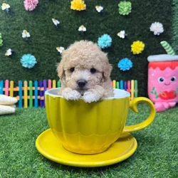 car_main_img_/media/ap_media/pets/UTVFGVKGTTWB376081.webp.250x250_q85.webp
