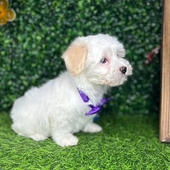 Female Havanese puppy named *Victoria* for sale at Puppy Dreams - Mansfield.