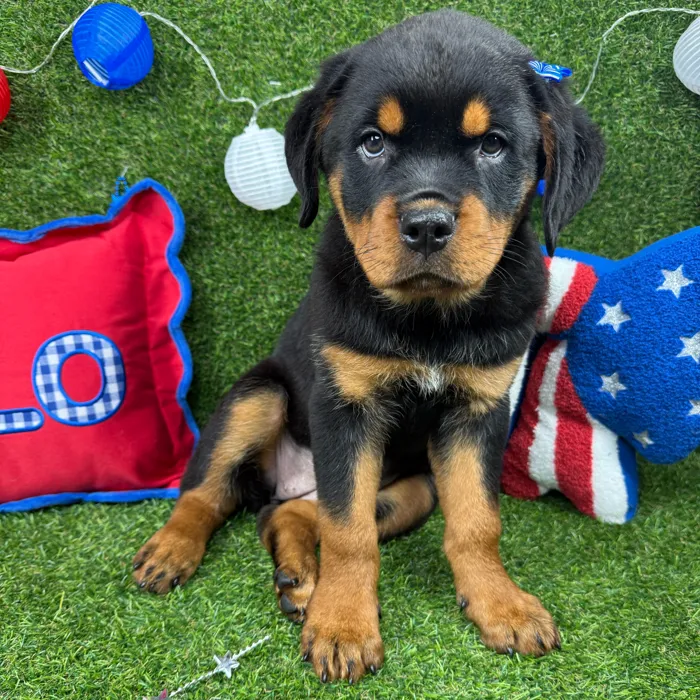 Female Rottweiler puppy named Opal for sale at Puppy Dreams - Arlington.