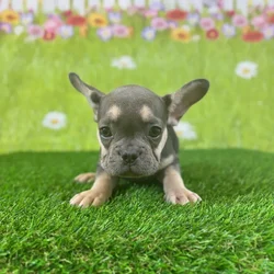 car_main_img_/media/ap_media/pets/UVALIRXCZVOZ142802.webp.250x250_q85.webp