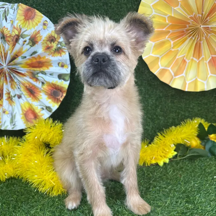 Male Pomeranian-Shih Tzu puppy named Max for sale at Puppy Dreams - Arlington.