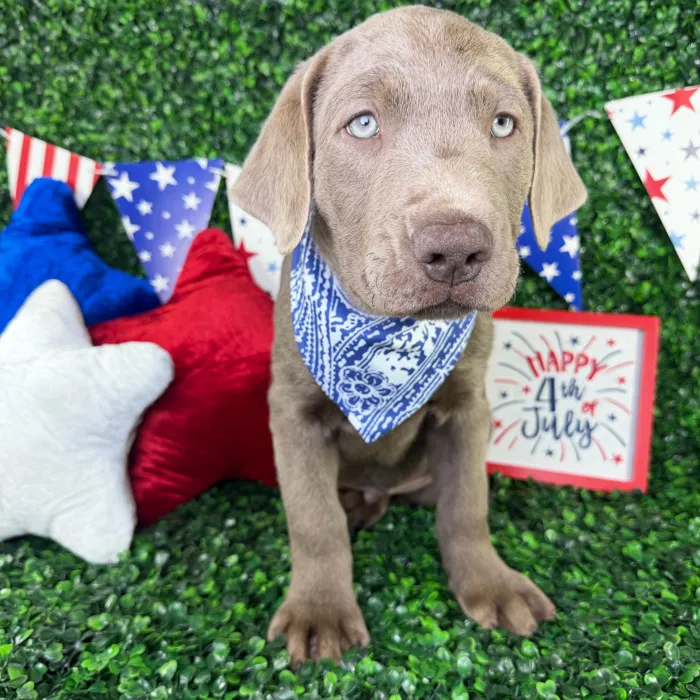 Male Labrador Retriever puppy named Charlie for sale at Puppy Dreams - North Richland Hills.