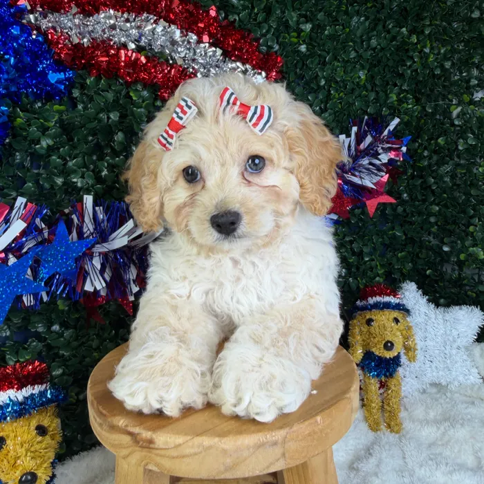 Female Cockapoo puppy named Star for sale at Puppy Dreams - Garland.