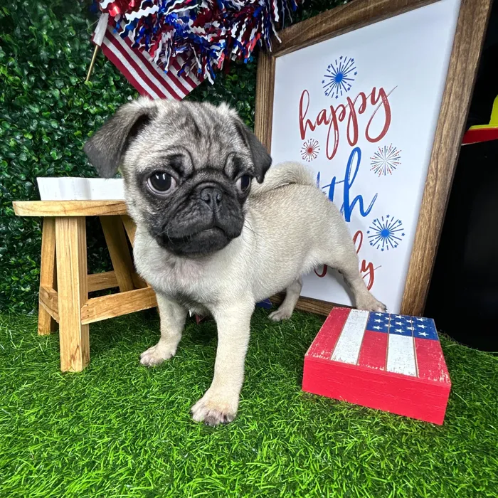Male Pug puppy named *Porkchop* for sale at Puppy Dreams - Mansfield.