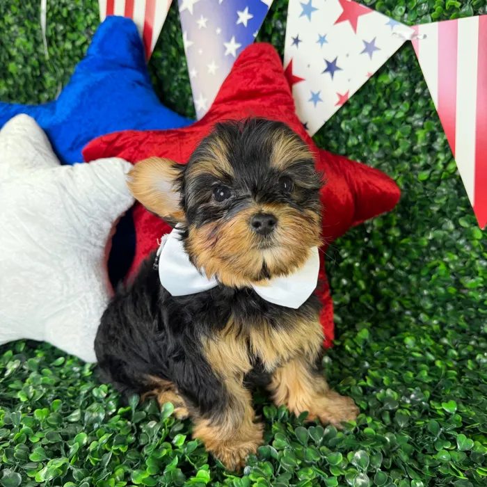 Male Yorkie-Poo puppy named Oliver for sale at Puppy Dreams - North Richland Hills.