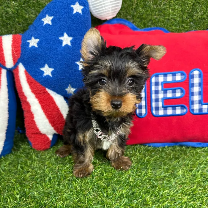 Female Yorkie puppy named Augie for sale at Puppy Dreams - Arlington.