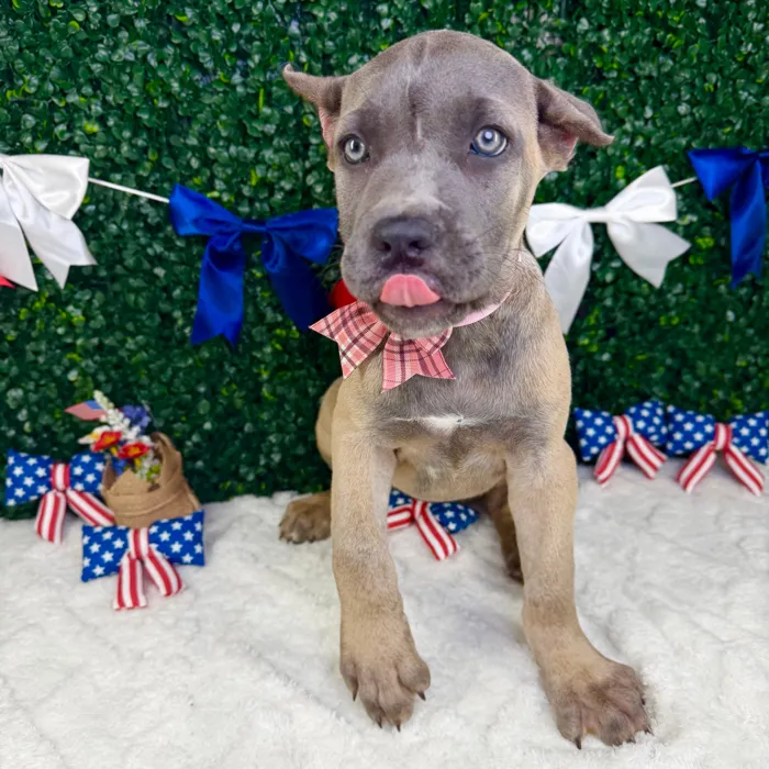Female Cane Corso puppy named Kaia for sale at Puppy Dreams - Garland.