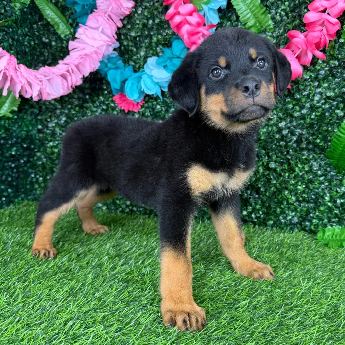 Male Rottweiler puppy named Ochoa for sale at Puppy Dreams - Denton.