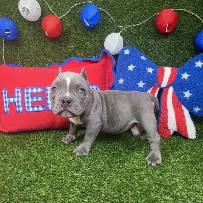 Female American Bully puppy named Elsa for sale at Puppy Dreams - Arlington.