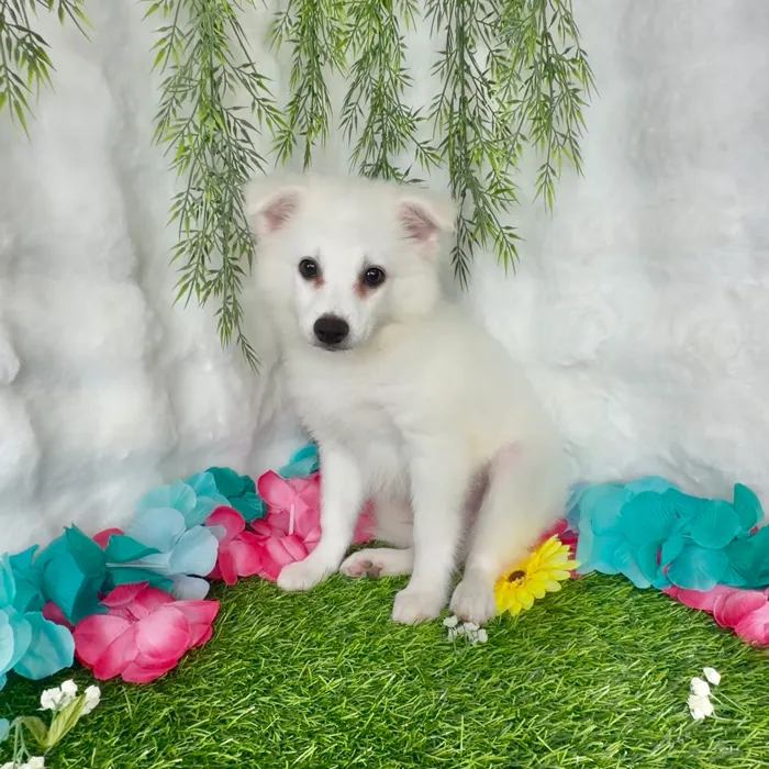 Male American Eskimo puppy named Cowboy for sale at Puppy Dreams - Denton.