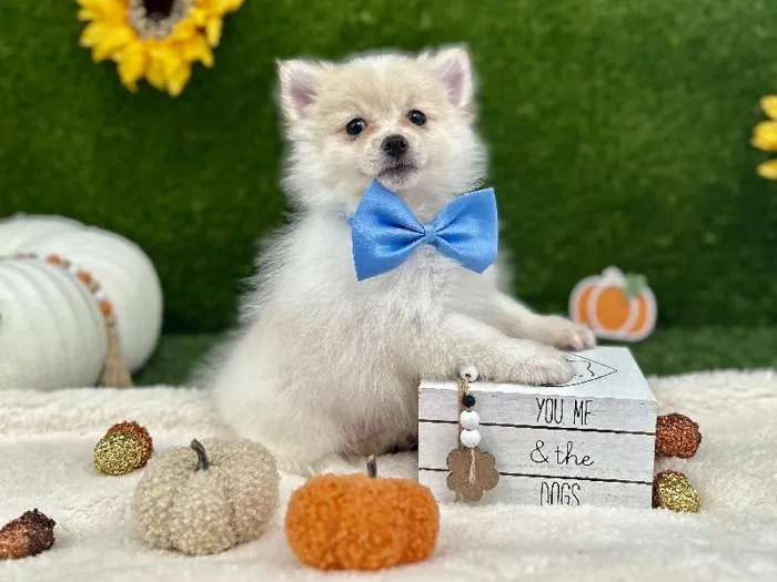Male Pomeranian Puppy for Sale in Euless, TX