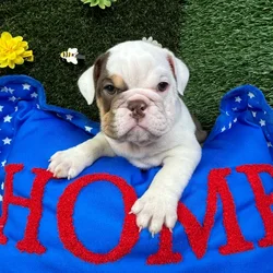 Female English Bulldog puppy named Sausage for sale at Puppy Dreams - Carrollton.