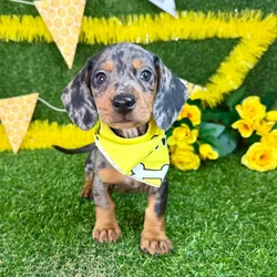 car_main_img_/media/ap_media/pets/VCPAWZHQHLFW384267.webp.250x250_q85.webp