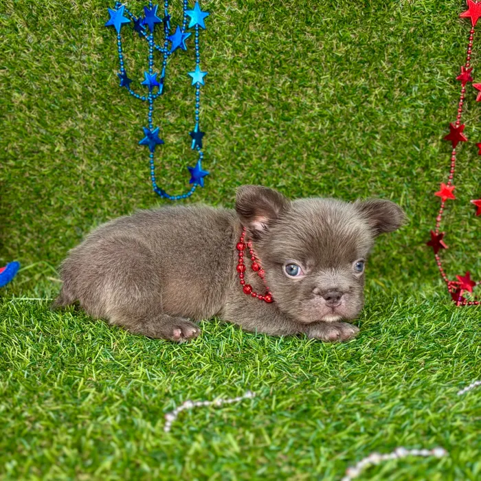 Male Fluffy French Bulldog puppy named Ace for sale at Puppy Dreams - Arlington.