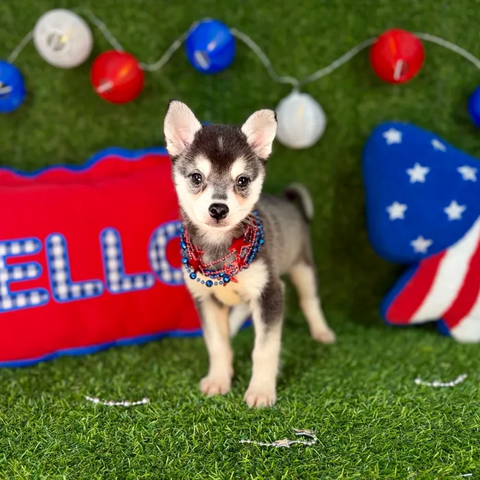 Male Alaskan Klee Kai puppy named Bruce for sale at Puppy Dreams - Arlington.