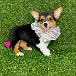 car_main_img_/media/ap_media/pets/VDVSKYDTXTYA121369.webp.250x250_q85.webp