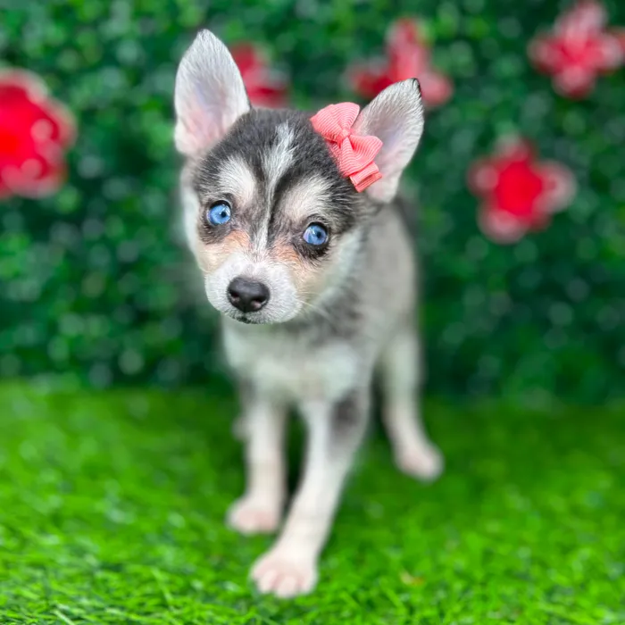 Female Alaskan Klee Kai puppy named *Barbara* for sale at Puppy Dreams - Mansfield.