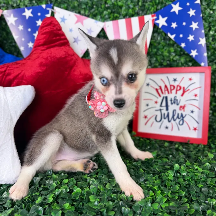 Female Alaskan Klee Kai puppy named Honey for sale at Puppy Dreams - North Richland Hills.