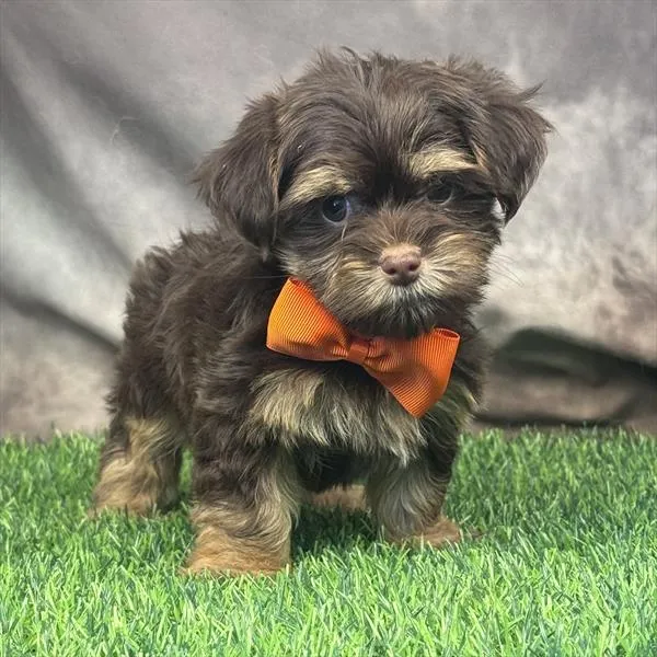 Male Hybrid puppy for sale at Puppy Dreams - Arlington.
