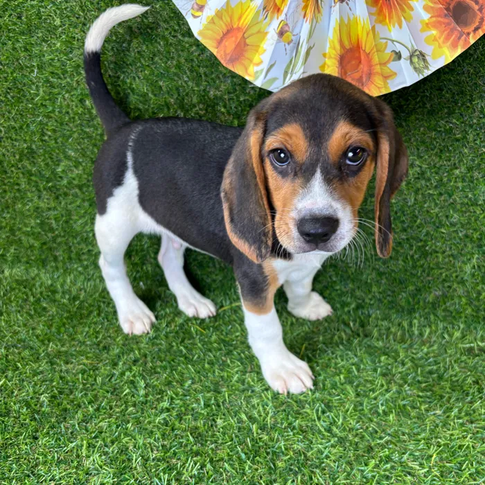 Male Beagle puppy named Charlie for sale at Puppy Dreams - Arlington.