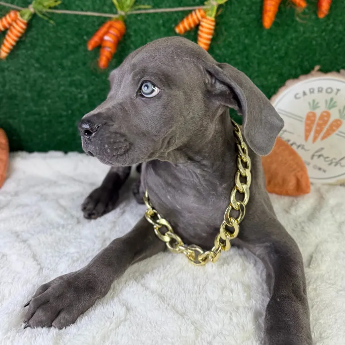 Male Cane Corso puppy named Atlas for sale at Puppy Dreams - Garland.