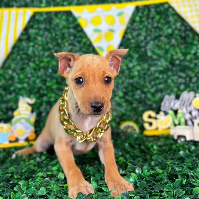 Male Min Pin puppy named King for sale at Puppy Dreams - North Richland Hills.