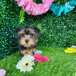 Male Yorkie puppy named Calico for sale at Puppy Dreams - Denton.