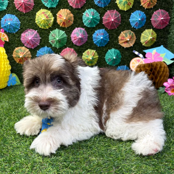 Male Mini Schnauzer puppy named Jack for sale at Puppy Dreams - Carrollton.