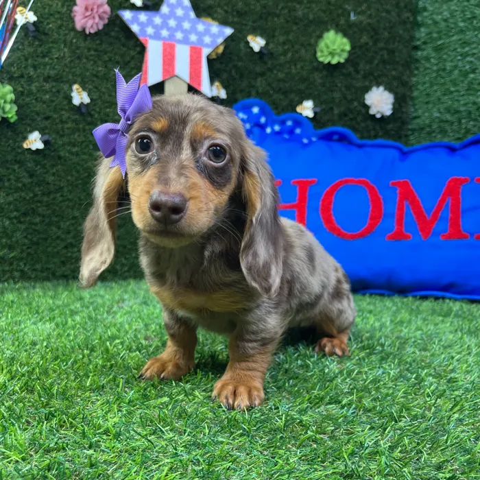 Female Dachshund puppy named Iris for sale at Puppy Dreams - Carrollton.