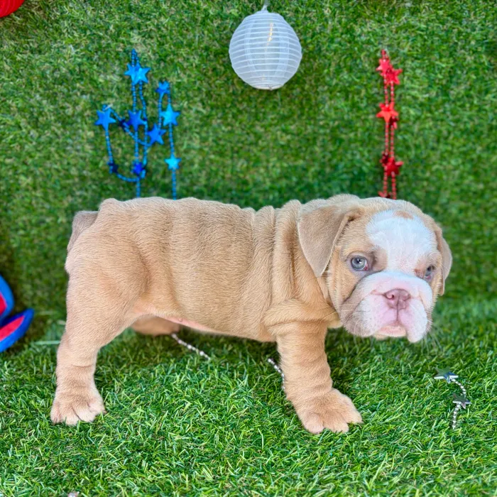 Female English Bulldog puppy named Rolls for sale at Puppy Dreams - Arlington.