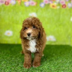 car_main_img_/media/ap_media/pets/VJVIXUYFTJGR143645.webp.250x250_q85.webp