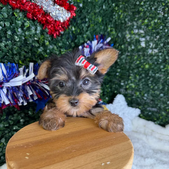 Female Silky Terrier puppy named Mochi for sale at Puppy Dreams - Garland.
