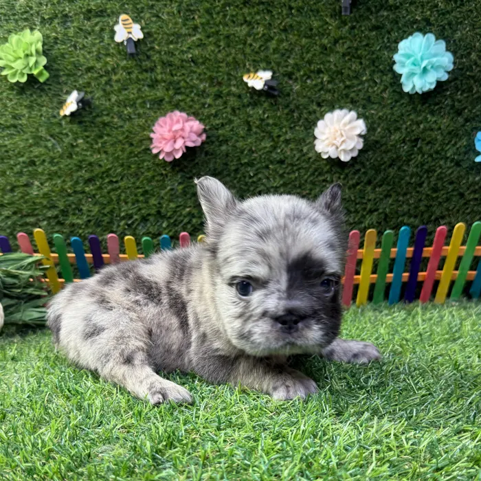 Male Fluffy French Bulldog puppy named Bear for sale at Puppy Dreams - Carrollton.