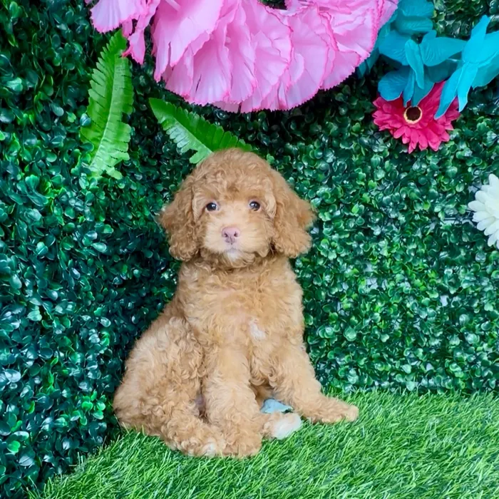 Female Cockapoo puppy named Viola Davis for sale at Puppy Dreams - Denton.