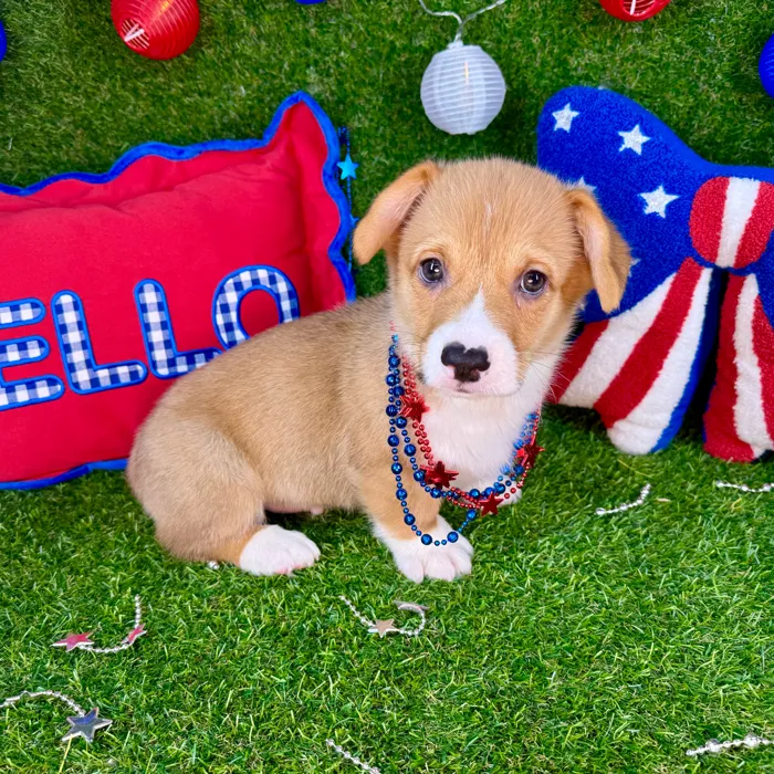 Male Pembroke Welsh Corgi puppy named Galaxy for sale at Puppy Dreams - Arlington.