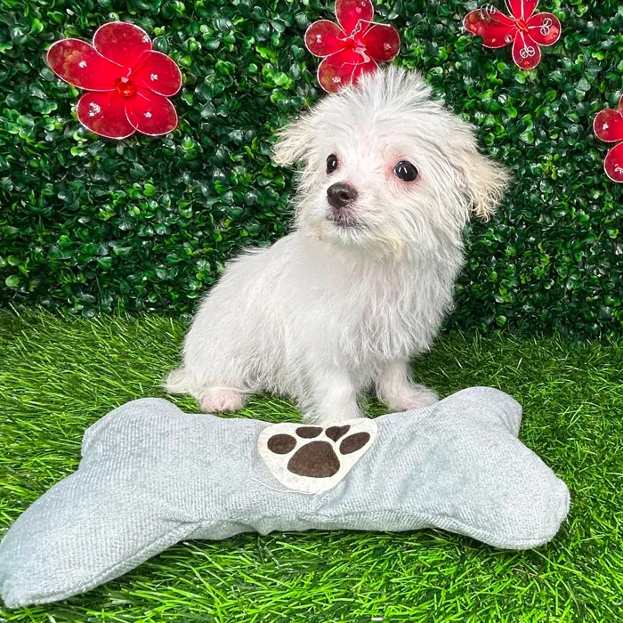 Female Maltese puppy named *Pearl* for sale at Puppy Dreams - Mansfield.