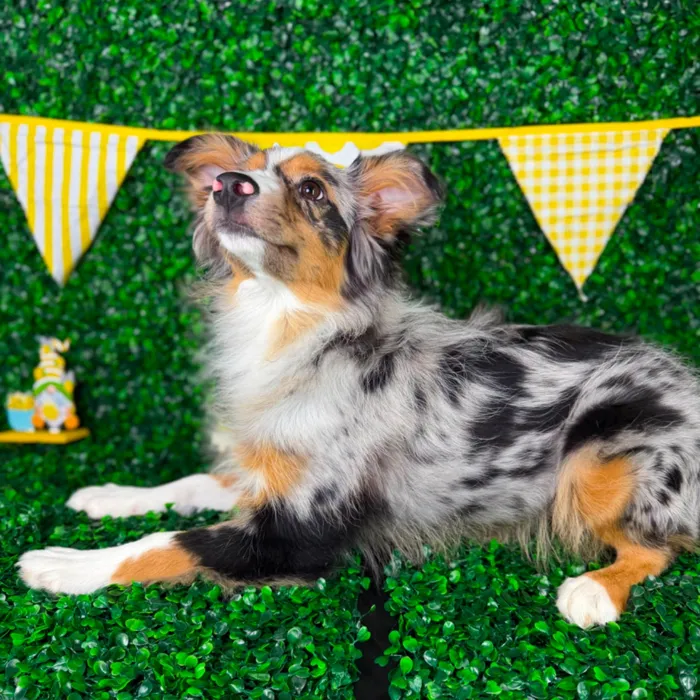 Female Miniature American Shepherd puppy named Hazel for sale at Puppy Dreams - North Richland Hills.