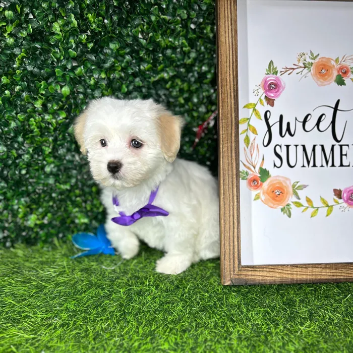 Female Havanese puppy named *Victoria* for sale at Puppy Dreams - Mansfield.