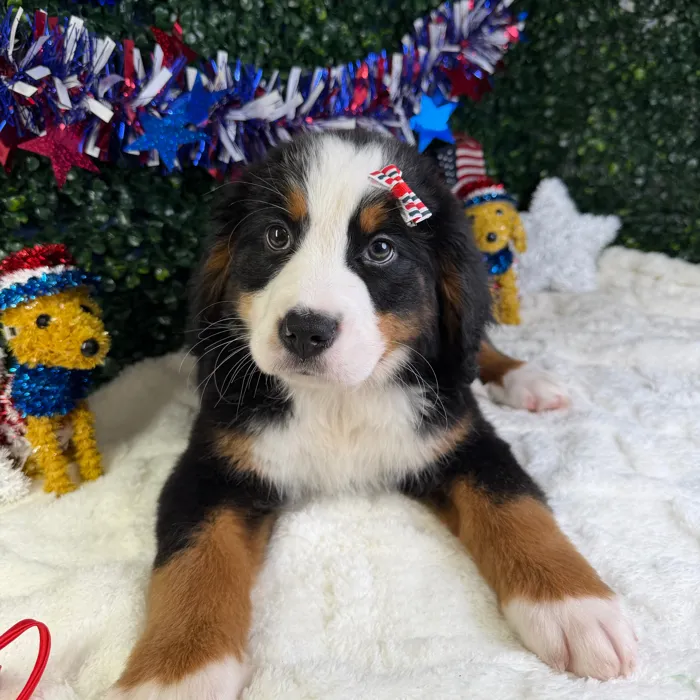 Female Bernese Mountain Dog puppy named Skye for sale at Puppy Dreams - Garland.