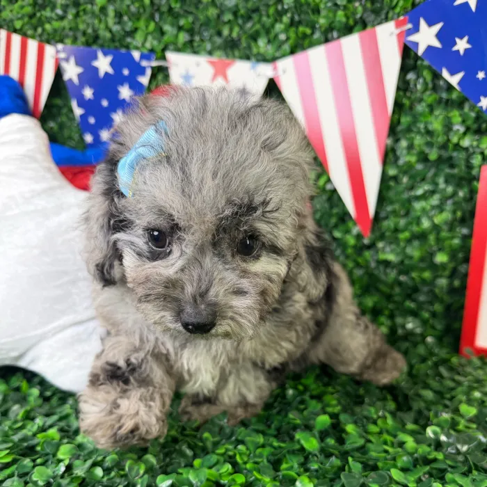 Female Mini Poodle puppy named Olive for sale at Puppy Dreams - North Richland Hills.