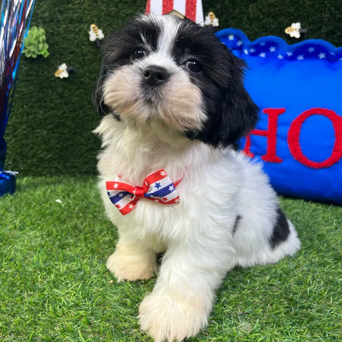 Male Shorkie puppy named Dale for sale at Puppy Dreams - Carrollton.