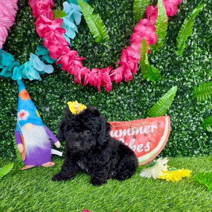 Female Mini Poodle puppy named Squirrel for sale at Puppy Dreams - Denton.