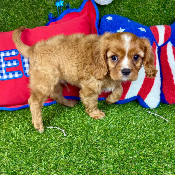 Male Cavalier King Charles Spaniel puppy named Max for sale at Puppy Dreams - Arlington.