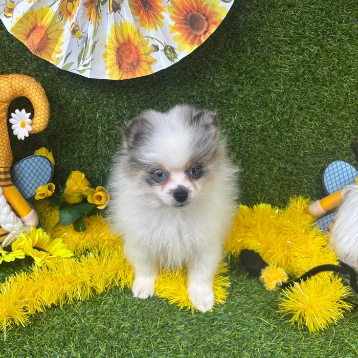 Male Pomeranian puppy named Oreo for sale at Puppy Dreams - Arlington.
