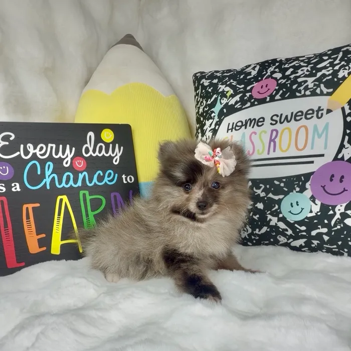 Female Pomeranian puppy named Cherry for sale at Puppy Dreams - Denton.