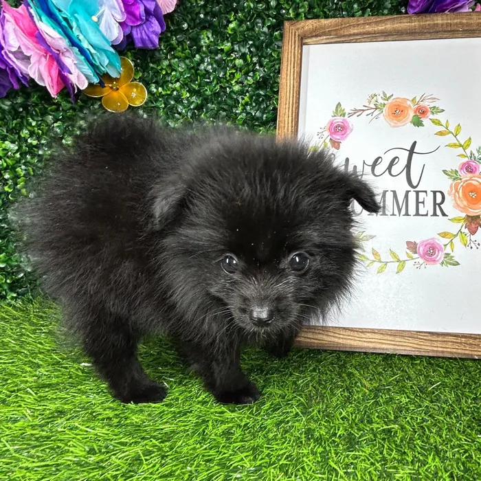 Female Pomeranian puppy named *Abilene* for sale at Puppy Dreams - Mansfield.